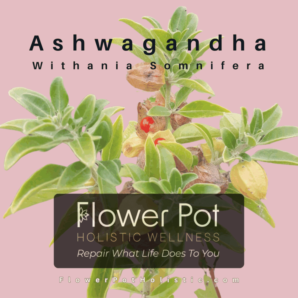Ashwagandha