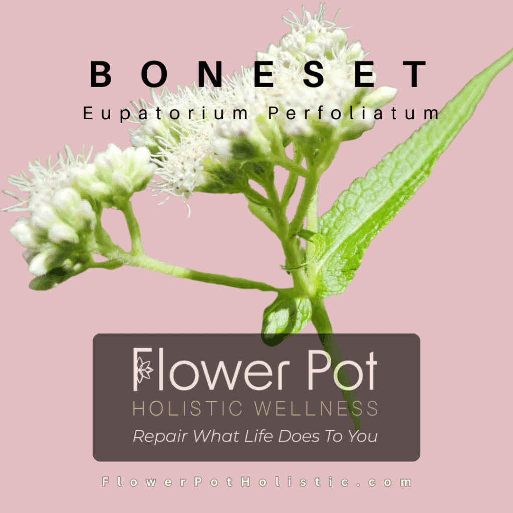Boneset (1)