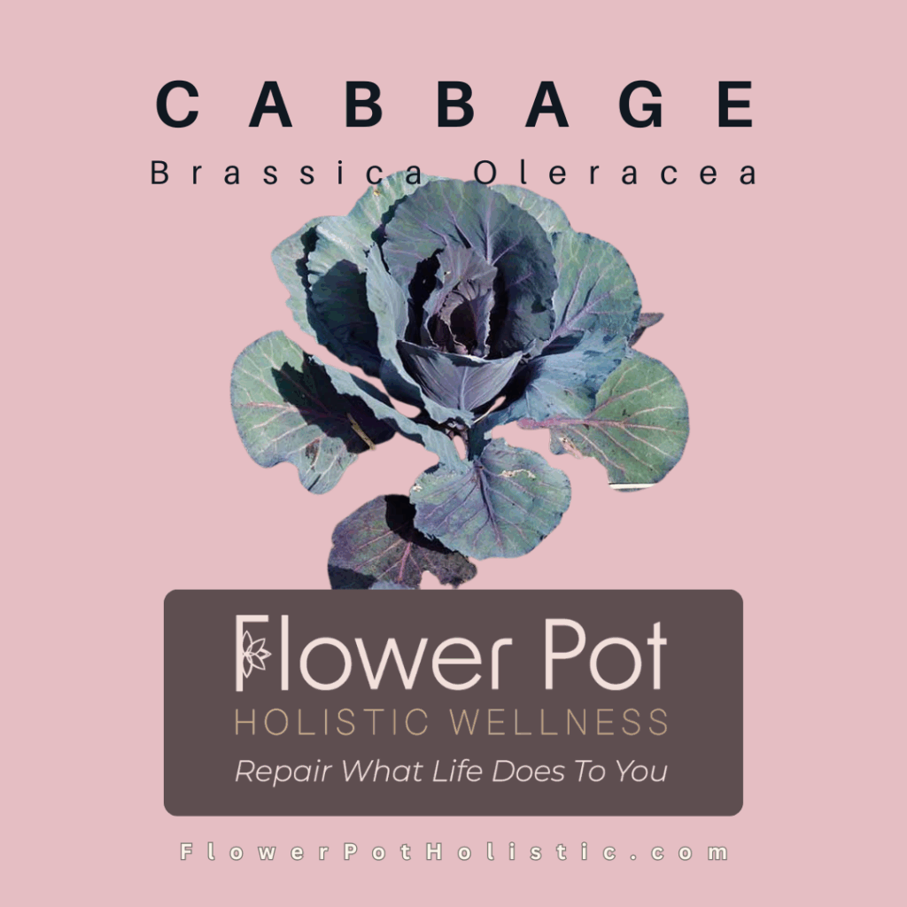 Cabbage