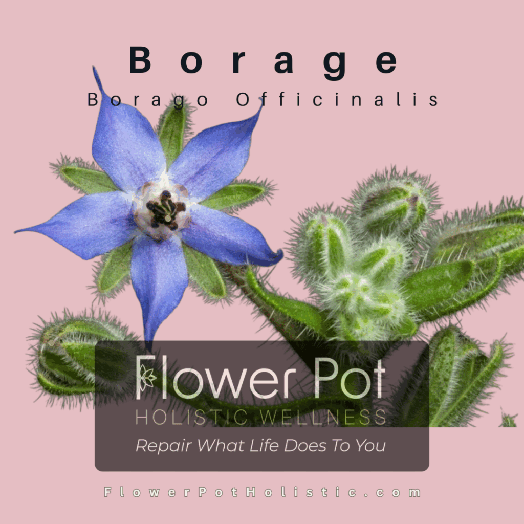 borage