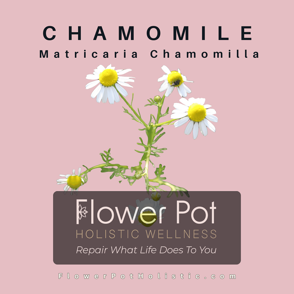 Chamomile