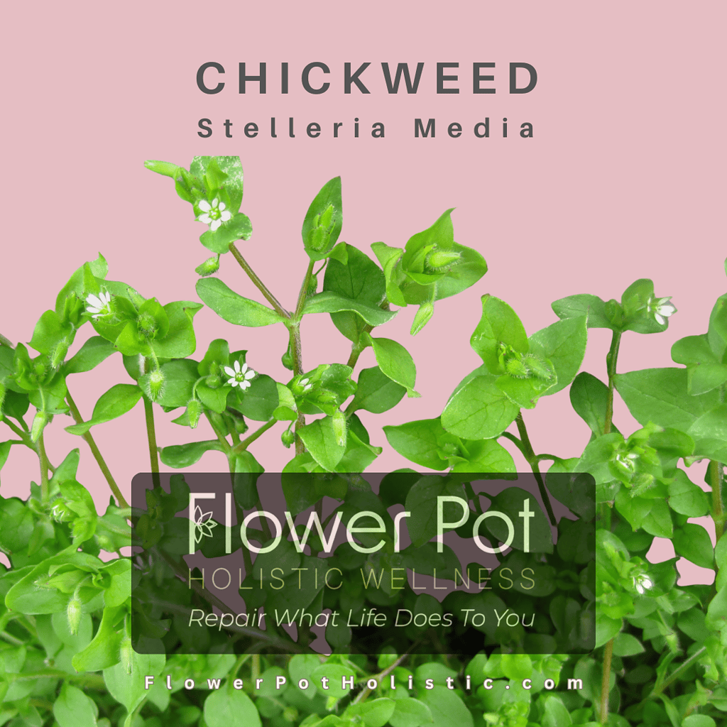 Chickweed