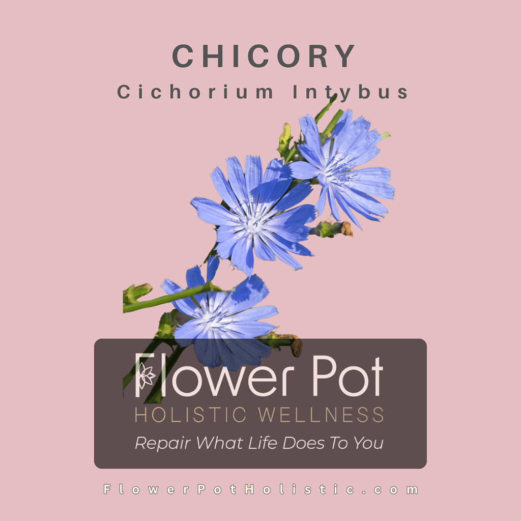 Chicory