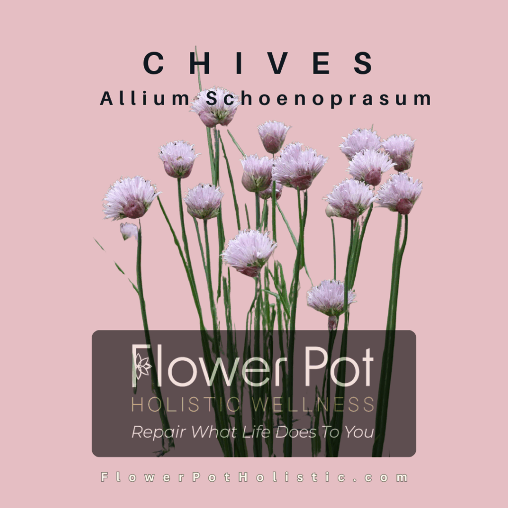 Chives