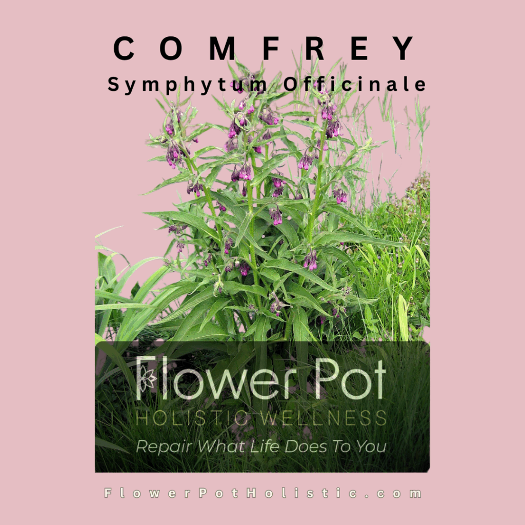 comfrey