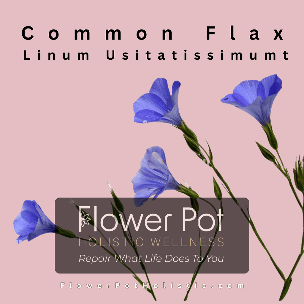 Blue flax flowers on pink background, flowering plant, botanical garden, natural health remedies, flower pot wellness, healing herbs, floral therapy, holistic wellness products, garden flowers, natural beauty products, garden therapy, home garden, floral arrangements, summer blooms, decorative flowers, flower care, botanical health, flower pot branding, natural lifestyle, healthy living, flower-based healing, visual health boost.