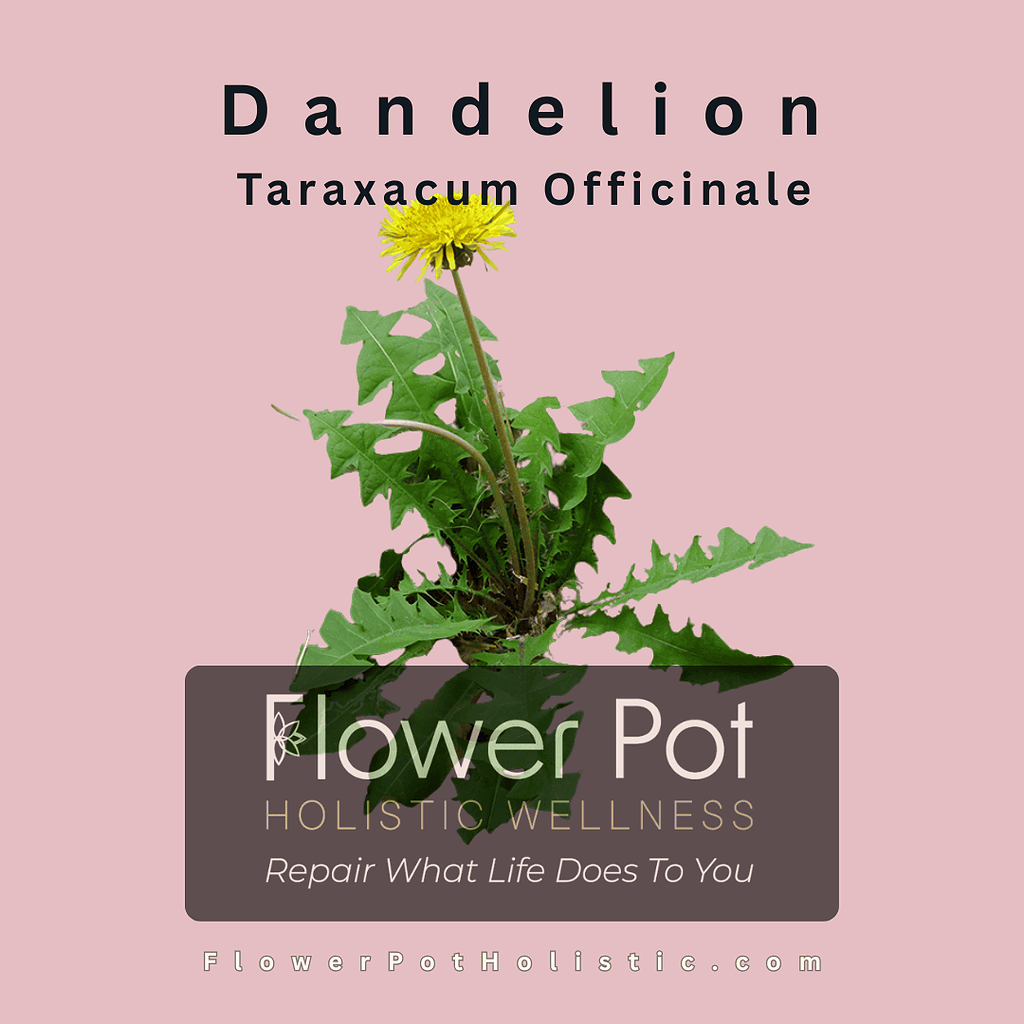 Dandelion Dandelion Taraxacum officinale medicinal herb with jagged green leaves and a bright yellow flower on a pink background.