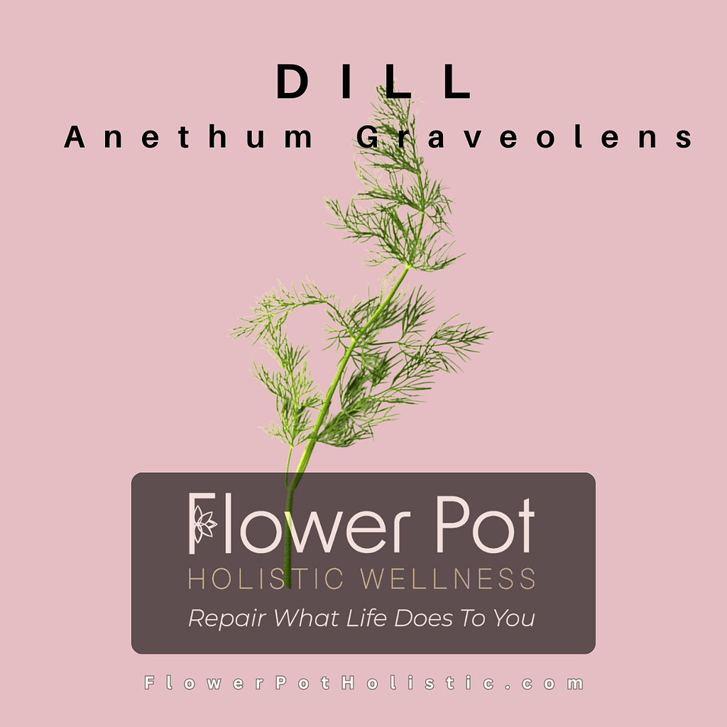 Dill Dill Anethum graveolens herb, ideal for culinary and medicinal use, displayed on a pink background with Flower Pot Holistic Wellness branding.