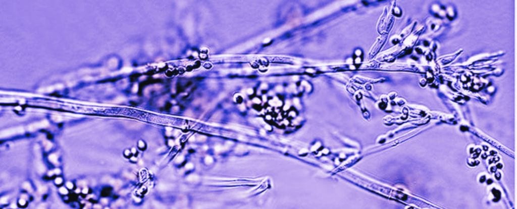 Marquandomyces-marquandii Tiny mold spores growing on a plant surface, emphasizing plant health issues, mold prevention, and natural remedies at The Flower Pot holistic shop.