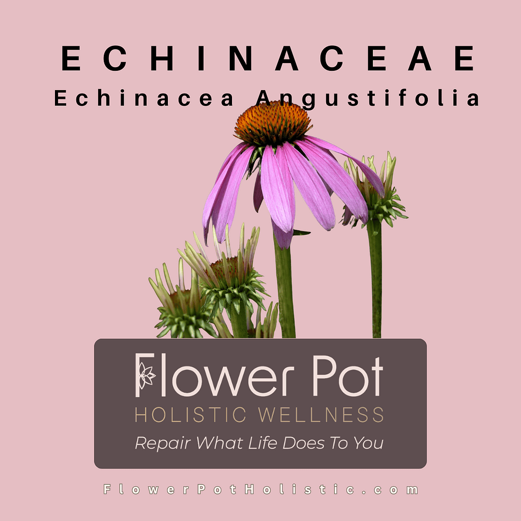 Purple coneflower (Echinacea angustifolia) close-up, showcasing vibrant pink petals and orange center, symbolizing natural healing and wellness, ideal for holistic health and botanical therapy content.