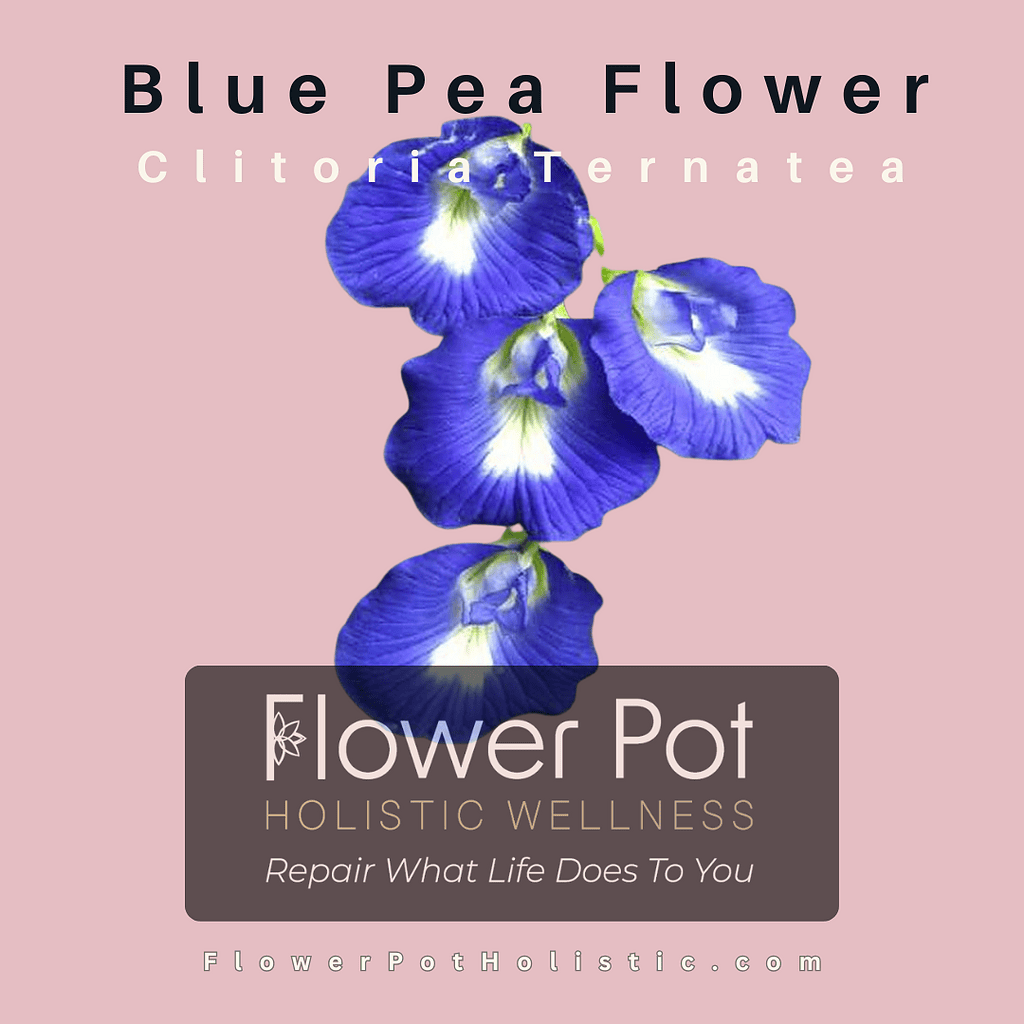 Vivid blue butterfly pea flower, Clitoria Ternatea, highlighting its vibrant petals and natural beauty, perfect for holistic wellness and herbal remedies.