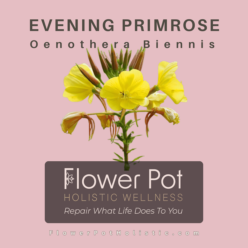 Yellow evening primrose blooms, vibrant and delicate, perfect for holistic wellness and natural healing practices. Ideal for herbal remedies and home gardening enthusiasts seeking flowering plant therapy.