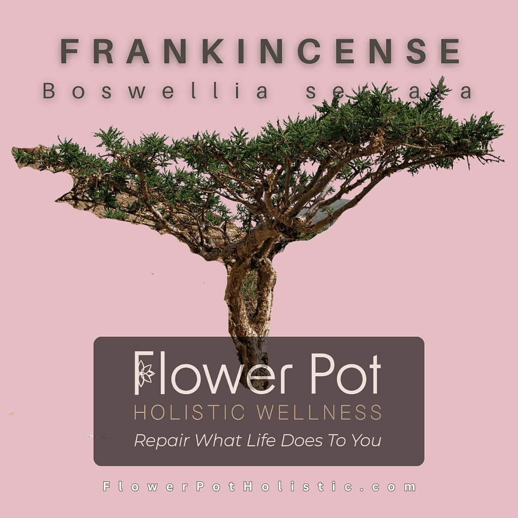 A detailed image of a Boswellia serrata tree used for frankincense resin, emphasizing holistic wellness, natural healing, and aromatic properties in organic therapy and aromatherapy practices.