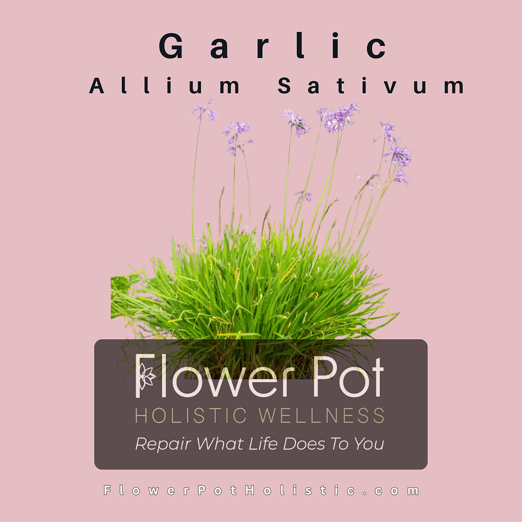 Close-up of fresh garlic chives with purple flowers and vibrant green leaves, ideal for herbal gardening and culinary use, emphasizing organic freshness and holistic wellness.