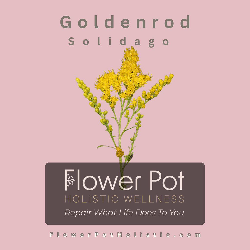 Bright yellow goldenrod flower with lush green stems, ideal for holistic wellness and natural healing practices. Perfect for natural remedies, herbal therapy, and promoting relaxation.