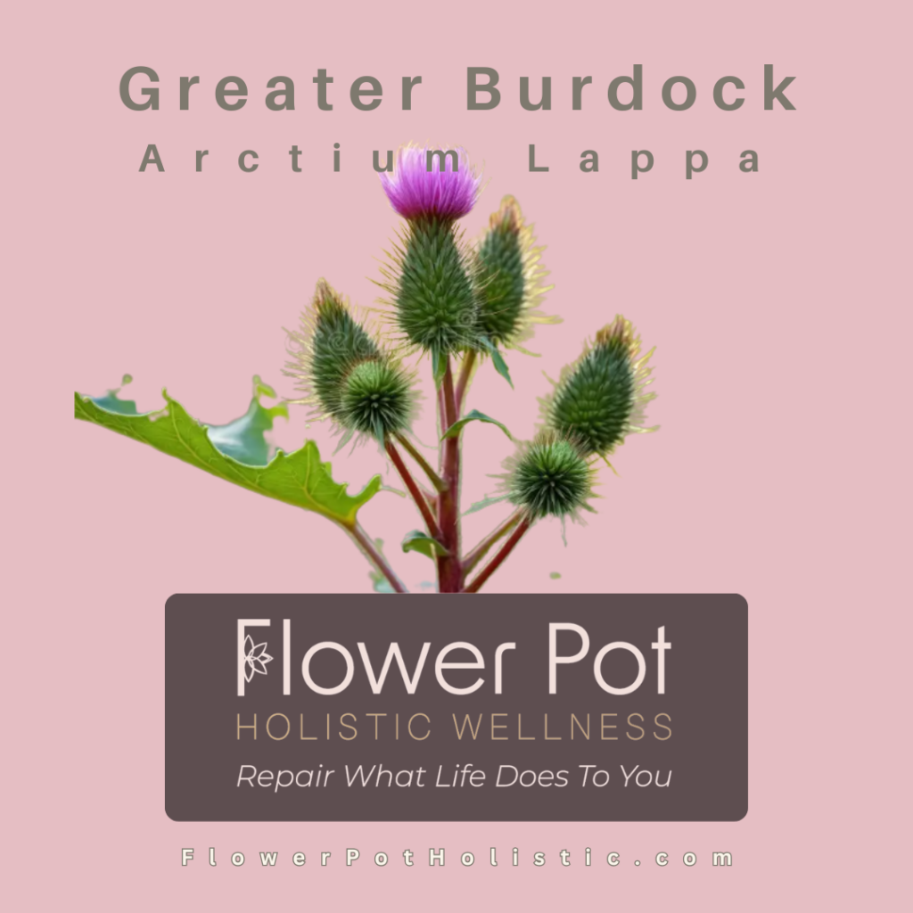 Greater Burdock (1)