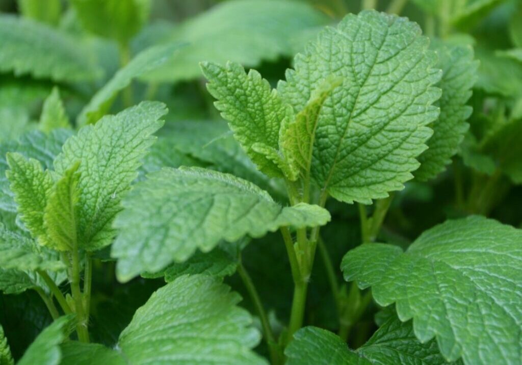 AoVgCZkr8RzGYvfAQRrK3j