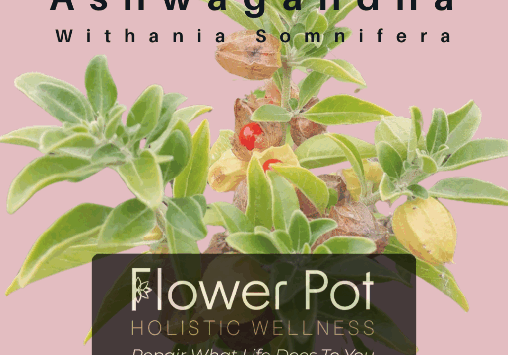 Ashwagandha