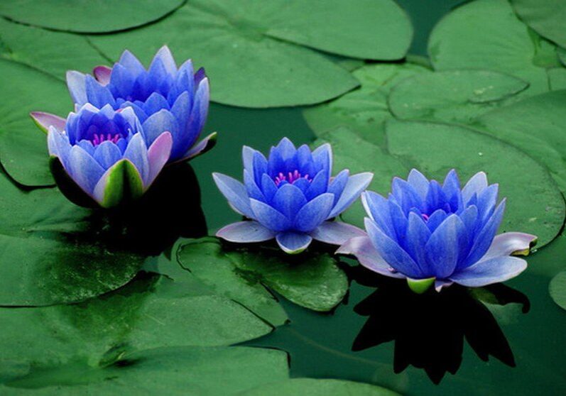 Blue-Lotus-Flowers-on-the-Water-2506515077