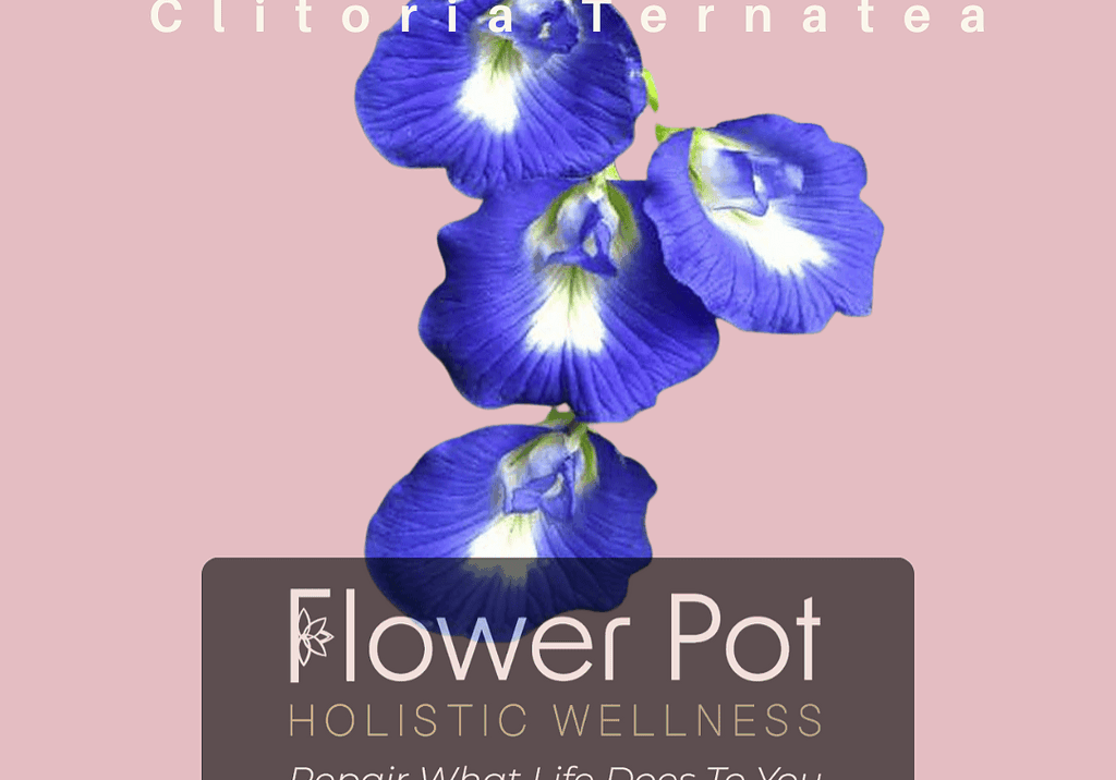 Vivid blue butterfly pea flower, Clitoria Ternatea, highlighting its vibrant petals and natural beauty, perfect for holistic wellness and herbal remedies.