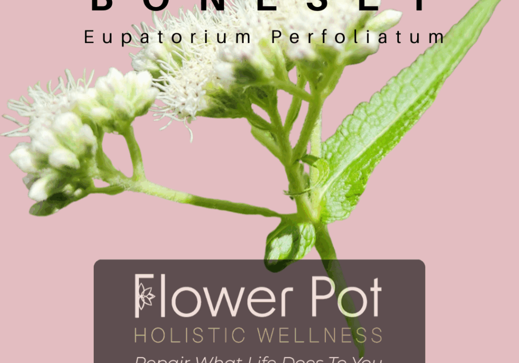 Boneset (1)