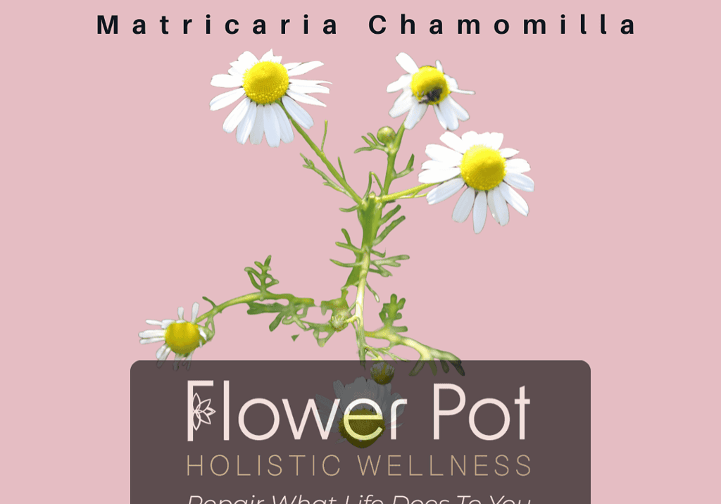 Chamomile