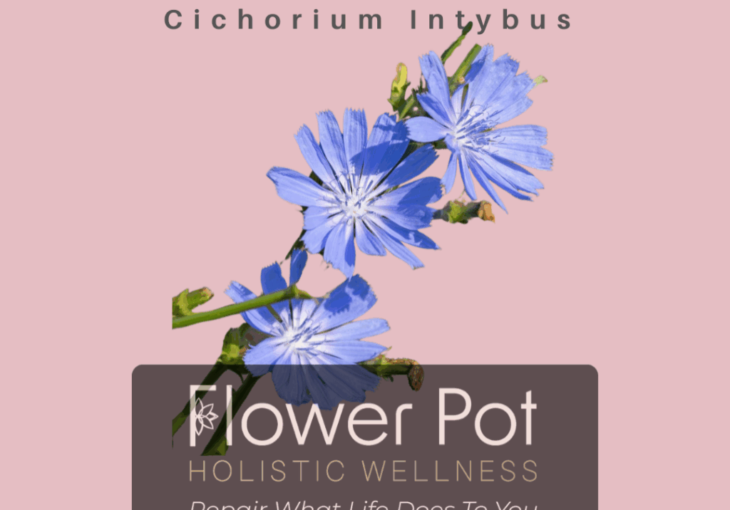 Chicory