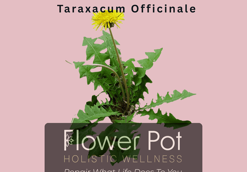 Dandelion Taraxacum officinale medicinal herb with jagged green leaves and a bright yellow flower on a pink background.