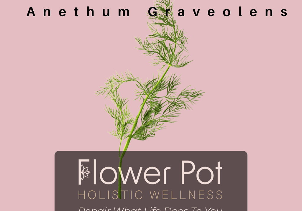 Dill Anethum graveolens herb, ideal for culinary and medicinal use, displayed on a pink background with Flower Pot Holistic Wellness branding.