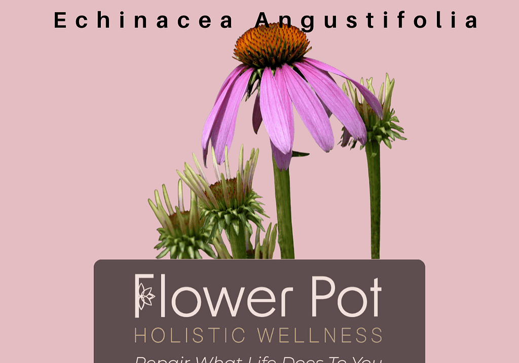 Purple coneflower (Echinacea angustifolia) close-up, showcasing vibrant pink petals and orange center, symbolizing natural healing and wellness, ideal for holistic health and botanical therapy content.