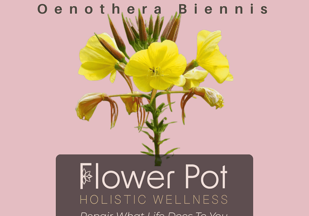 Yellow evening primrose blooms, vibrant and delicate, perfect for holistic wellness and natural healing practices. Ideal for herbal remedies and home gardening enthusiasts seeking flowering plant therapy.