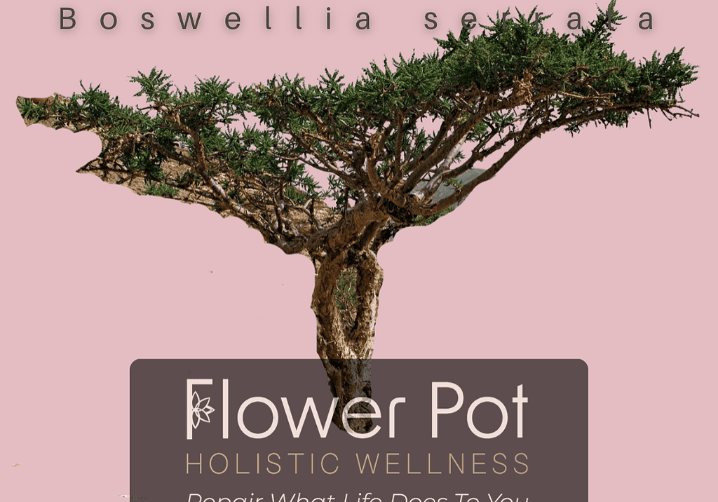 A detailed image of a Boswellia serrata tree used for frankincense resin, emphasizing holistic wellness, natural healing, and aromatic properties in organic therapy and aromatherapy practices.