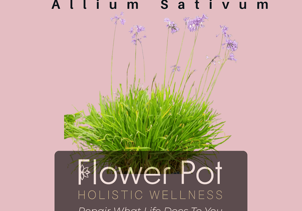 Close-up of fresh garlic chives with purple flowers and vibrant green leaves, ideal for herbal gardening and culinary use, emphasizing organic freshness and holistic wellness.