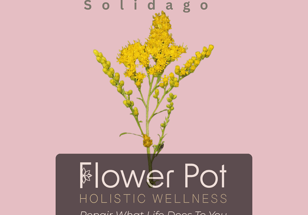 Bright yellow goldenrod flower with lush green stems, ideal for holistic wellness and natural healing practices. Perfect for natural remedies, herbal therapy, and promoting relaxation.
