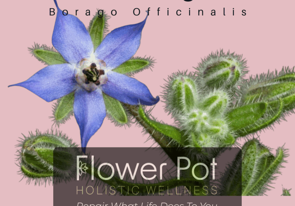 borage