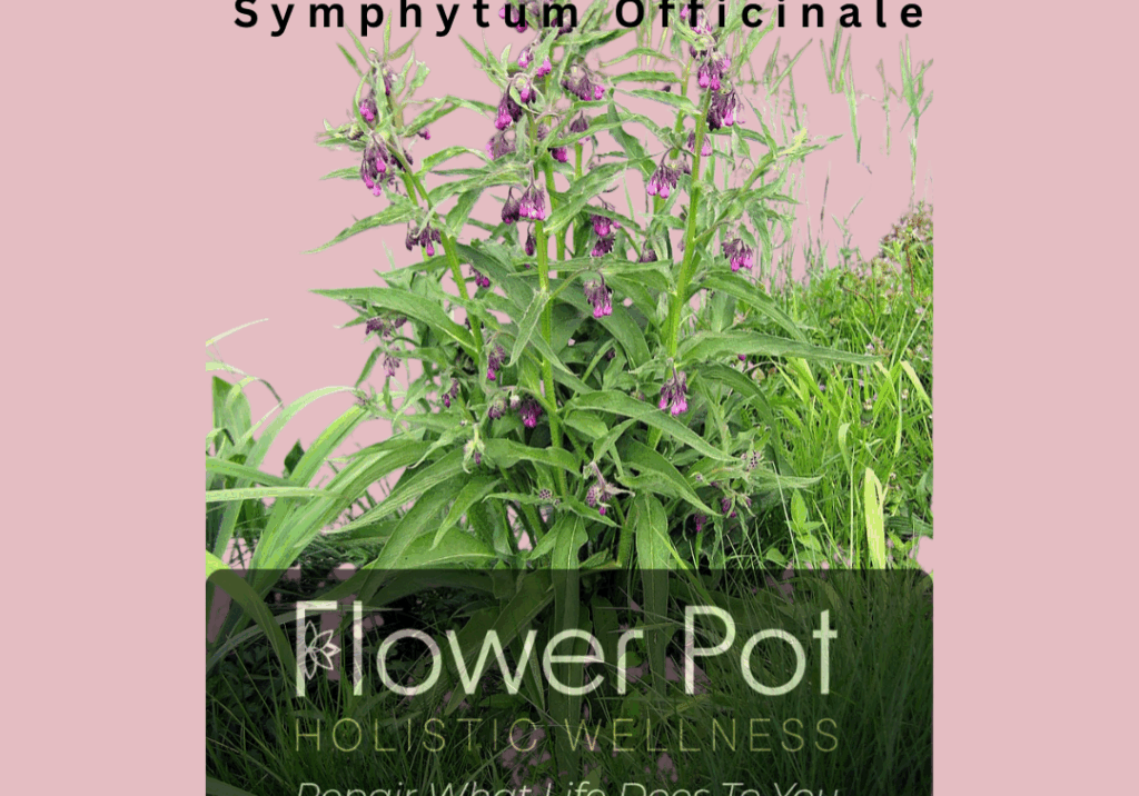 comfrey
